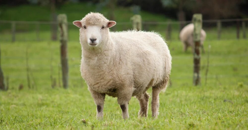 درمان سریع نفخ گوسفندان