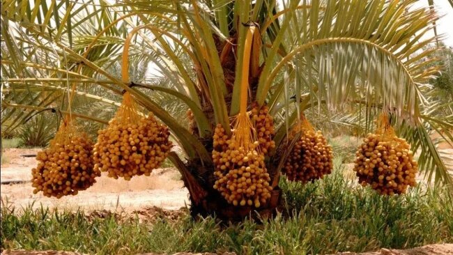 درختان میوه مقاوم به شوری