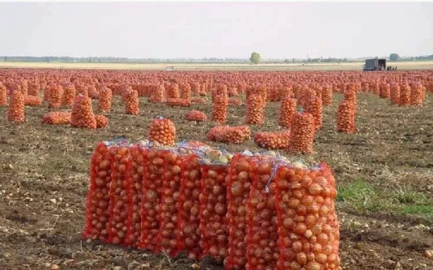 فواید استفاده از کود گوگرد