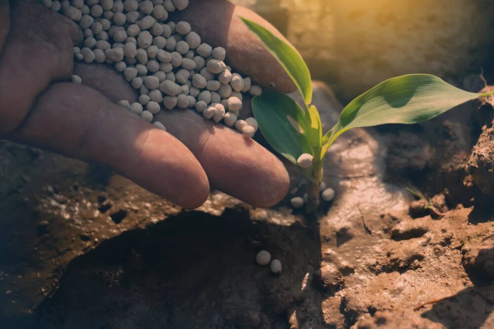 علائم مصرف بیش از حد کود گوگرد