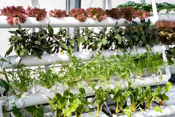 گلخانه هیدروپونیک چیست و چه کاربردها و فوایدی دارد؟