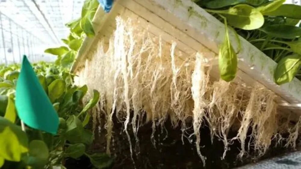 انواع روش کشت هیدورپونیک