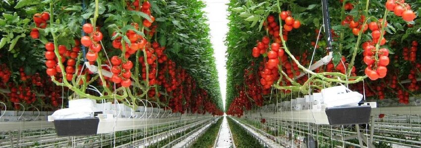 انواع گلخانه هیدروپونیک