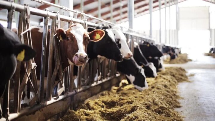 جنگ زرگری واردکنندگان و تولیدکنندگان گوشت علیه سفره مردم