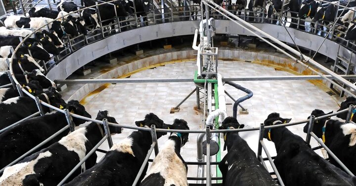 دامداری صنعتی چیست؟ و درباره آن چه میدانید