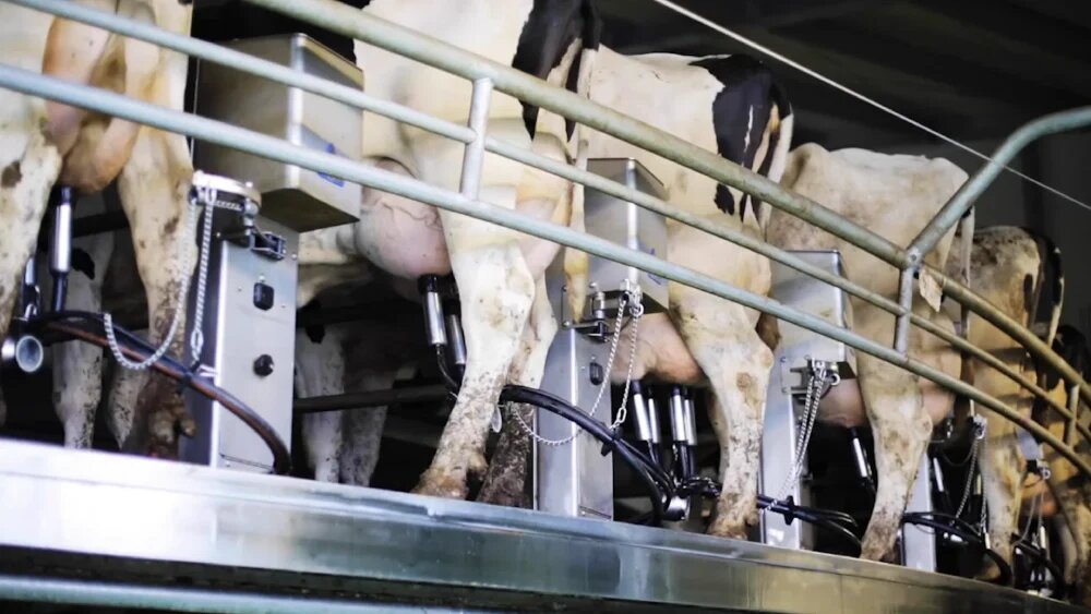 دامداری صنعتی 