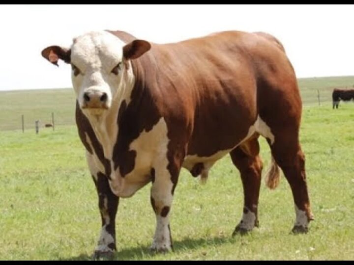 پرورش گاو گوشتی + شرایط و تجهیزات مورد نیاز برای پرورش گاو گوشتی