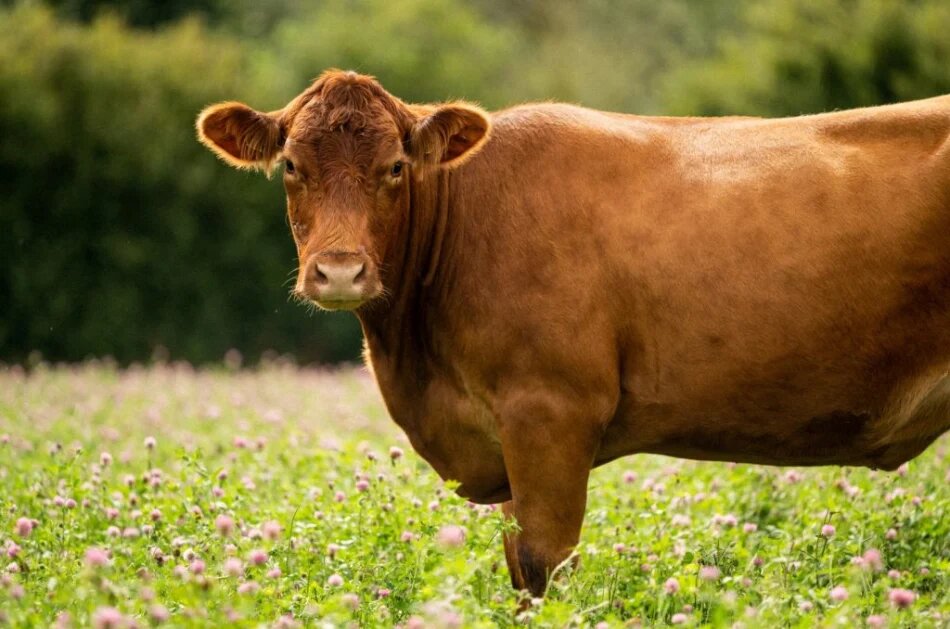 بهداشت پرورش گاو گوشتی