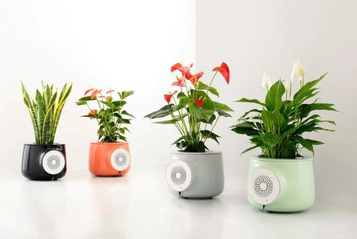 گیاهان تصفیه کننده هوا + 20 نوع از بهترین گیاه تصفیه کننده هوا