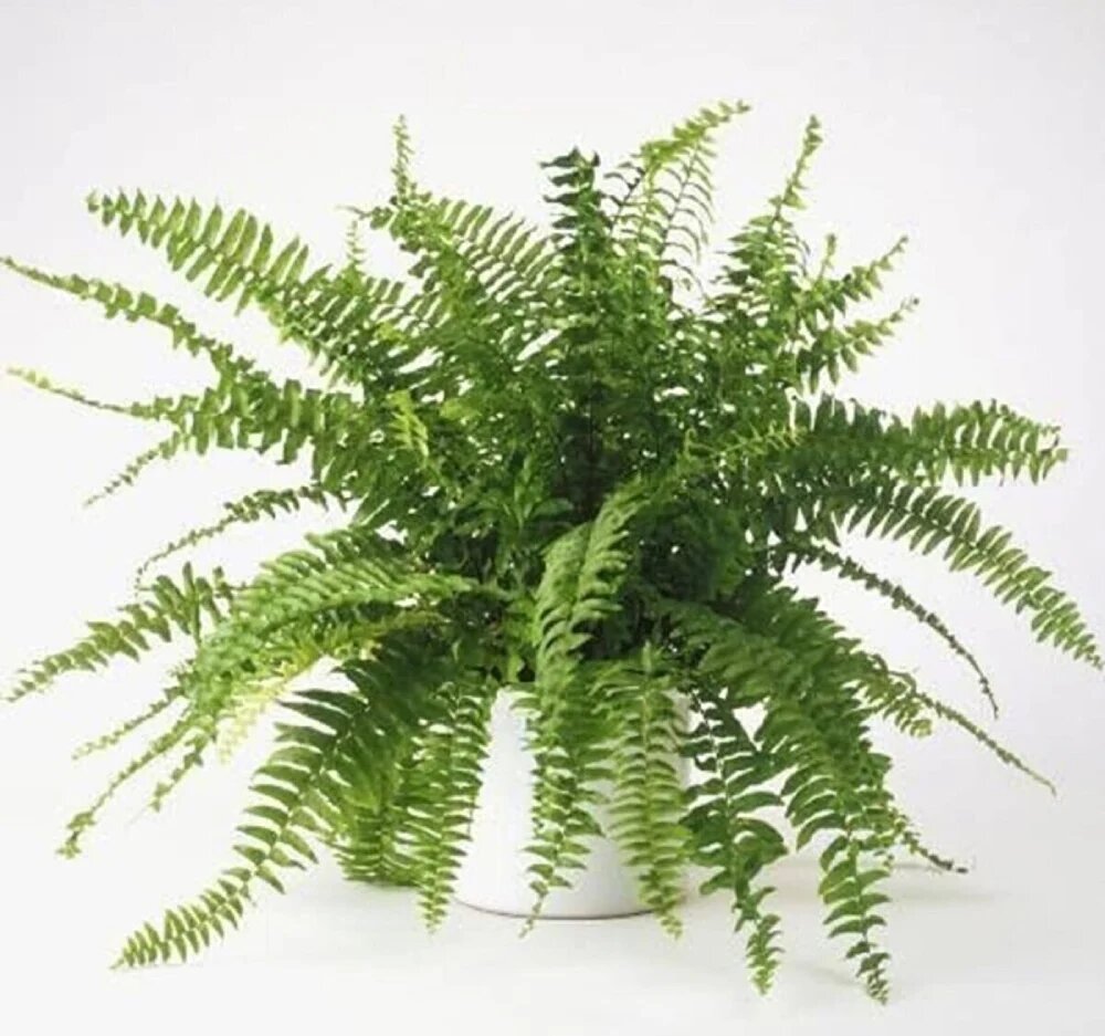 سرخس گیاهان تصفیه کننده هوا