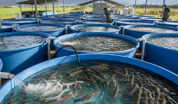 پرورش ماهی قزل آلا + روش های پرورش ماهی قزل آلا در منزل