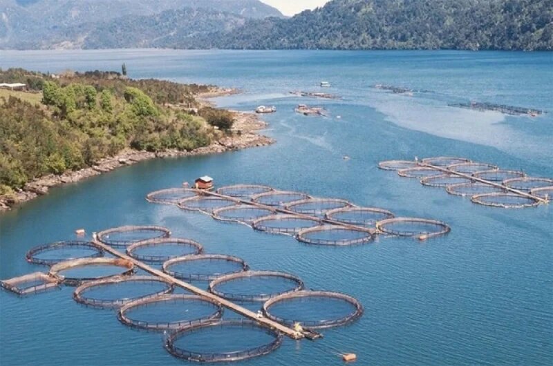 روش پرورش ماهی قزل الا