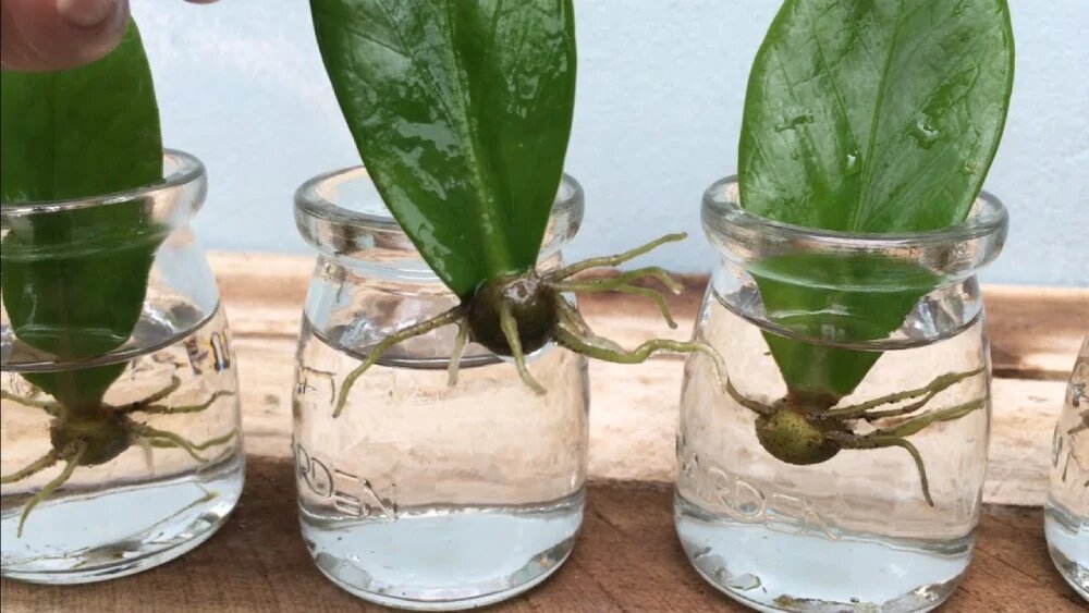 انواع روش های تکثیر گیاهان