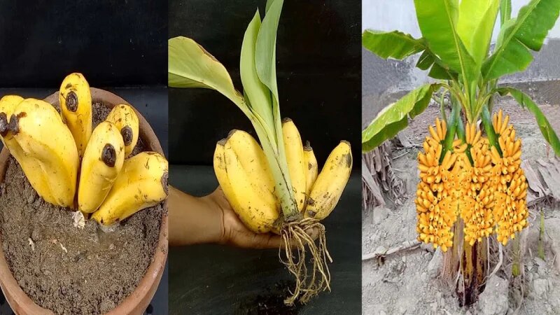 تکثیر گیاهان آپارتمانی