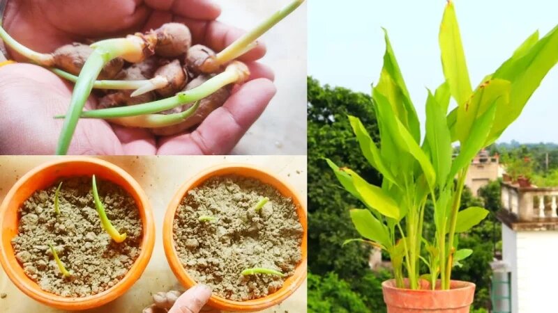 انواع روش های تکثیر گیاهان آپارتمانی