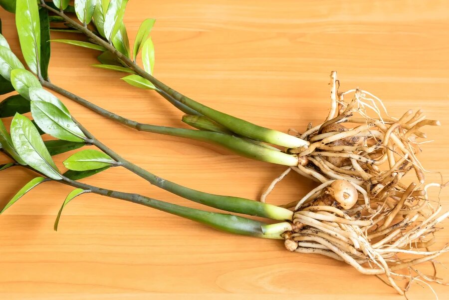 روش های تکثیر گیاهان آپارتمانی