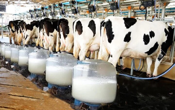 پرورش گاو شیری هلشتاین + فرق هلشتاین با جرسی