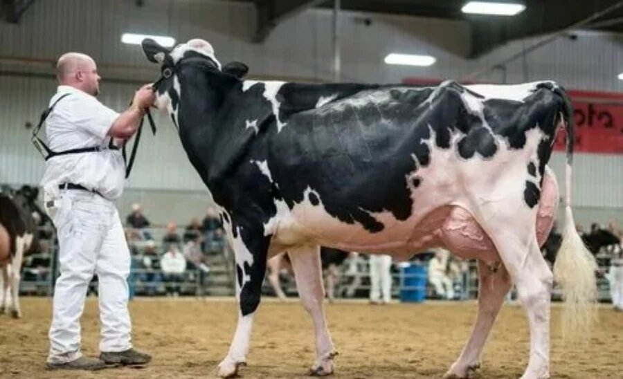 تغذیه گاو هلشتاین 