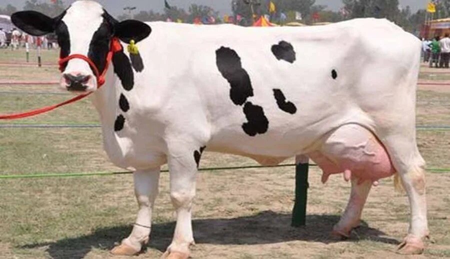 نحوه تشخیص گاو هلشتاین از بقیه نژاد ها