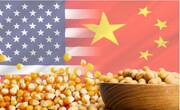 پویایی در حال تغییر واردات غلات چین