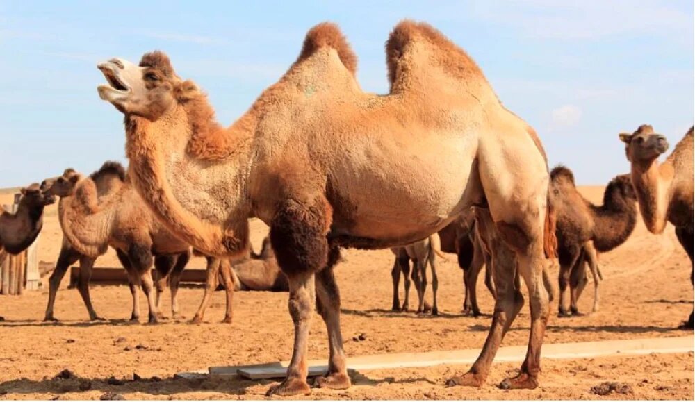 پرورش شتر در ایران