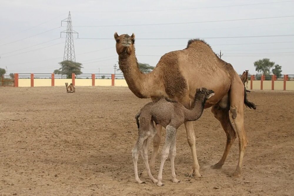 مزایا پرورش شتر