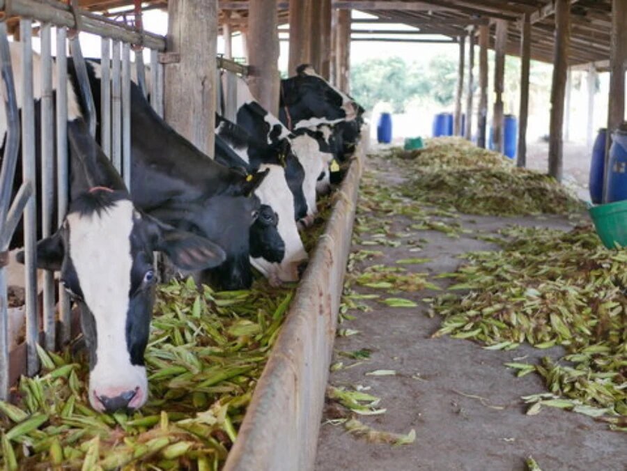 بهترین خوراک گاو شیری