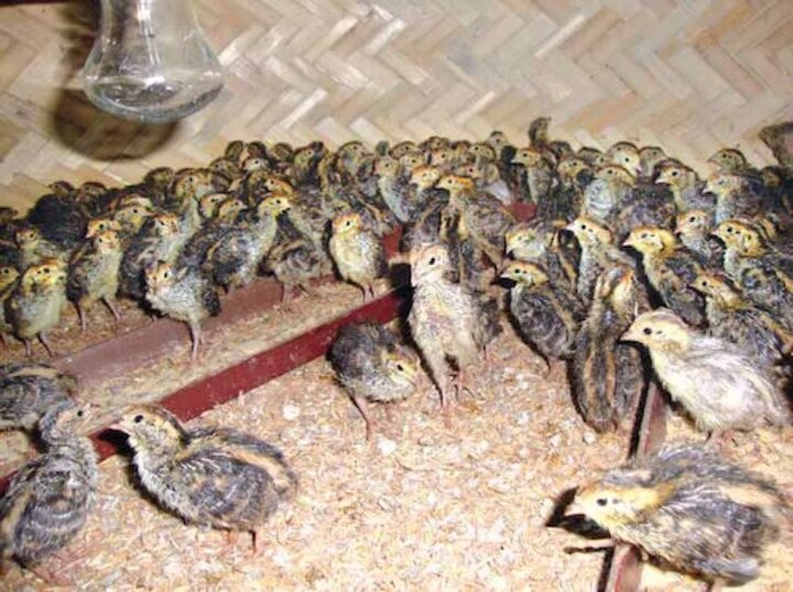 پرورش بلدرچین + مزایا و معایب پرورش بلدرچین در خانه