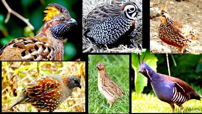 انواع بلدرچین