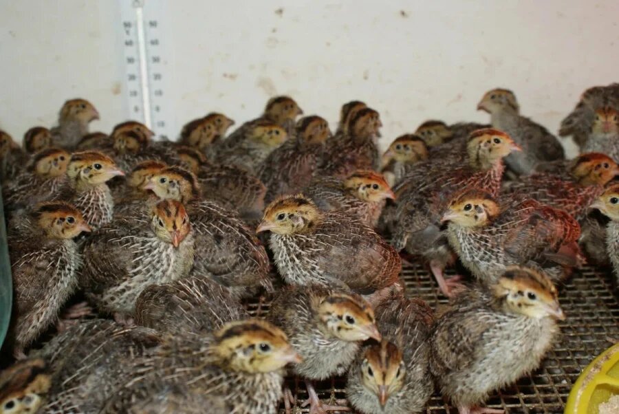 پرورش بلدرچین در خانه