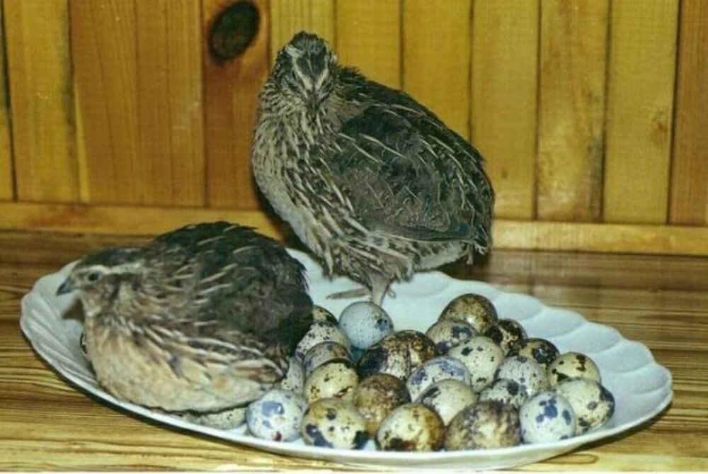 بیماری ها و خطرات تهدید کننده بلدرچین