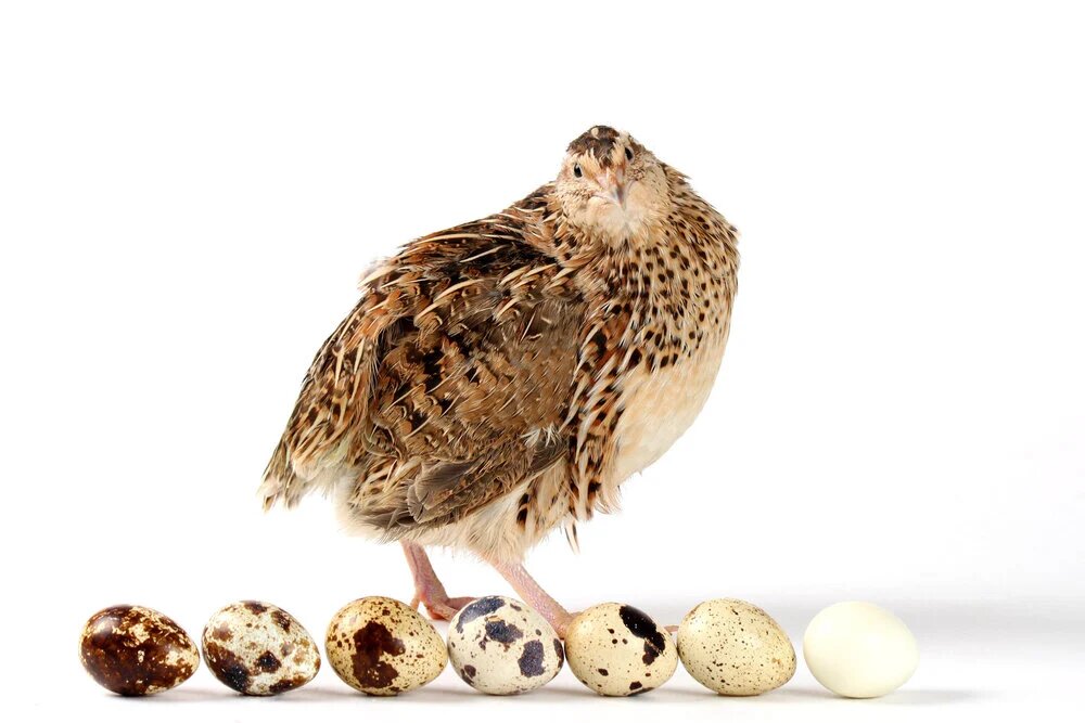 مزایا و معایب پرورش بلدرچین