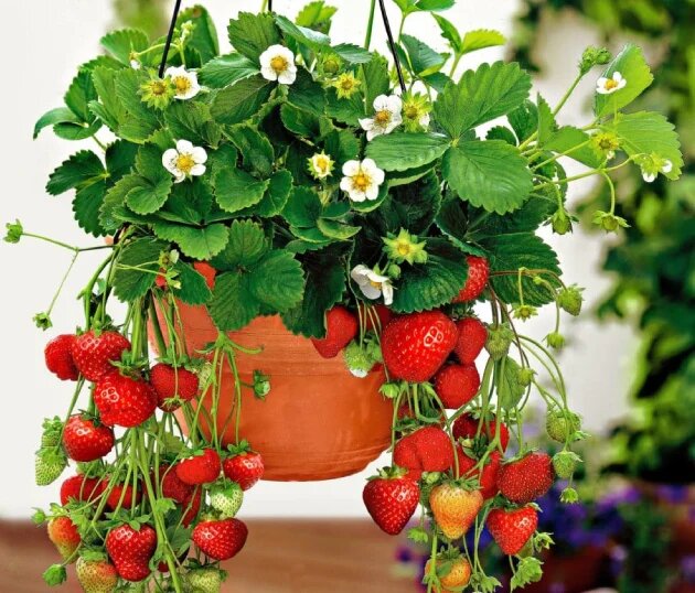 کاشت توت فرنگی + کاشت توت فرنگی در گلدان