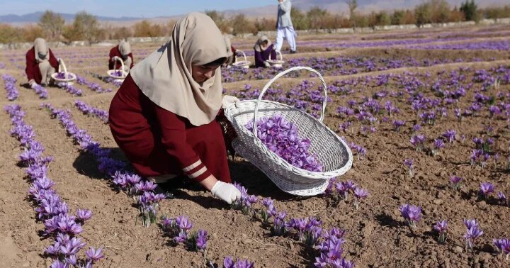 زمان برداشت زعفران
