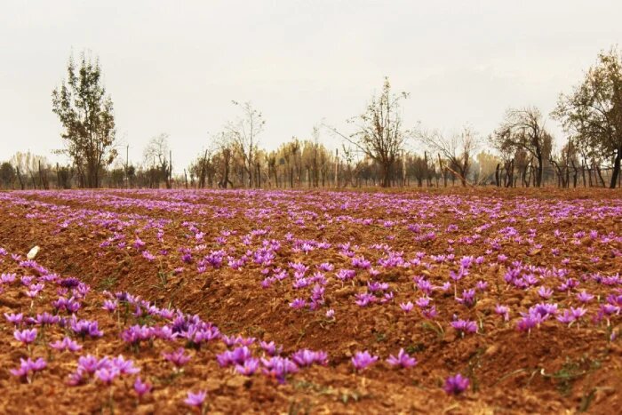 زمان کاشت زعفران