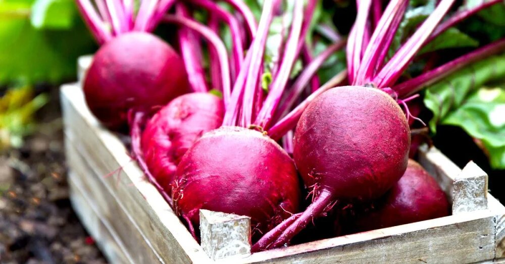 خواص لبو برای سرطان