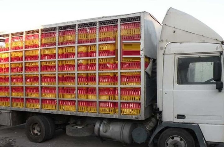 ممنوعیت خروج مرغ از استان ها لغو شد