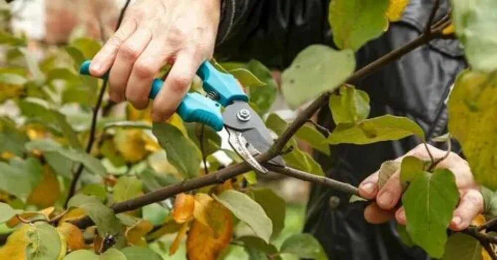 بهترین زمان هرس درختان میوه