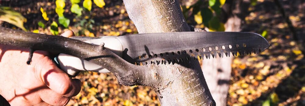 وسایل مورد نیاز هرس درختان میوه 