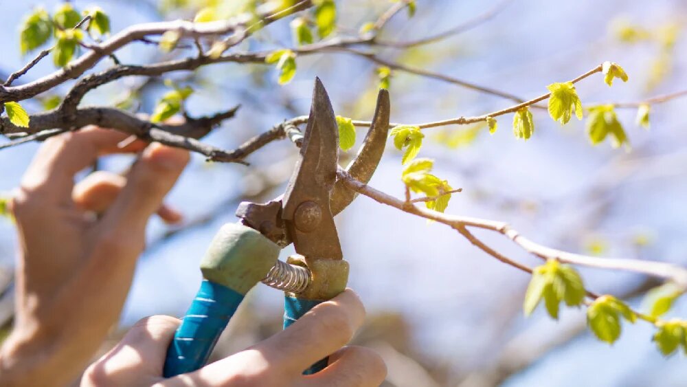 مزایای بهترین زمان هرس درختان 