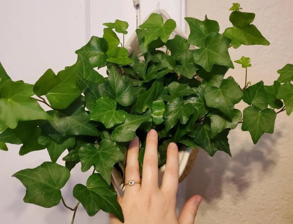 گیاه آپارتمانی مقاوم به سرما پاپیتال