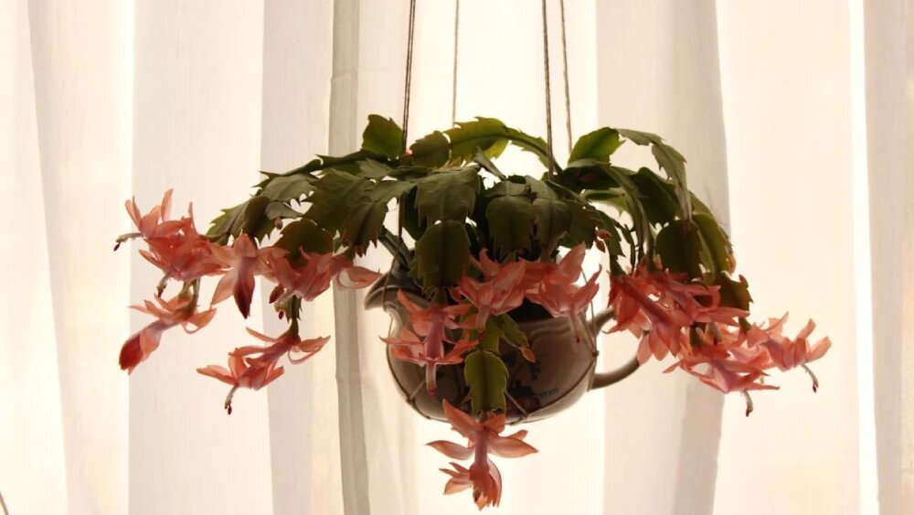 گیاه آپارتمانی مقاوم به سرما کاکتوس کریسمس