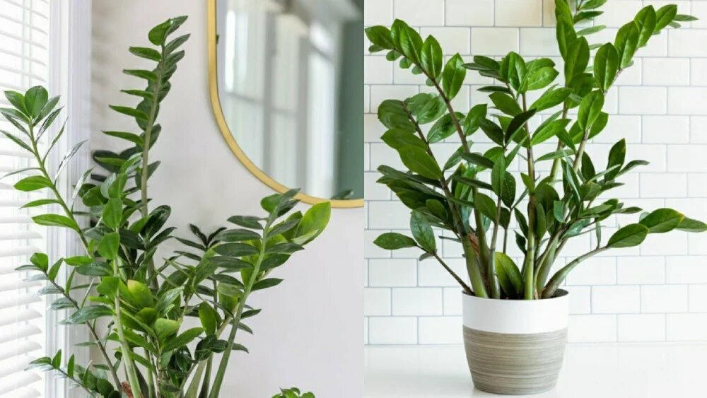 گیاه آپارتمانی مقاوم به سرما زامیفولیا