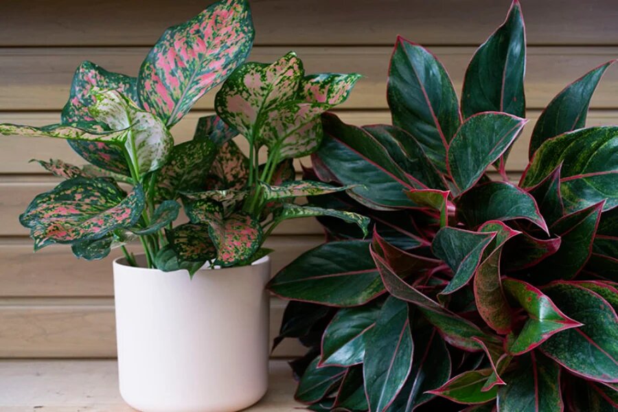 گیاه آپارتمانی مقاوم به سرما آگلونما