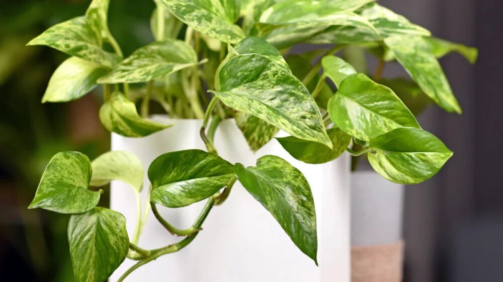 گیاه آپارتمانی مقاوم به سرما پتوس