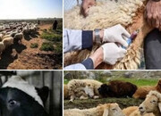 شیوع جدی تب‌برفکی در برخی دامداری‌ها و خطر احتمالی کمبود لبنیات و گوشت