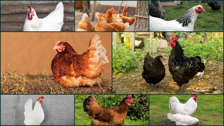 بهترین نژاد مرغ تخمگذار: راهنمای جامع انتخاب مرغ با بیشترین بازدهی تخم‌گذاری
