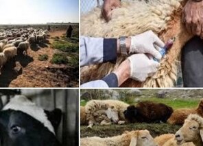 شیوع جدی تب‌برفکی در برخی دامداری‌ها و خطر احتمالی کمبود لبنیات و گوشت