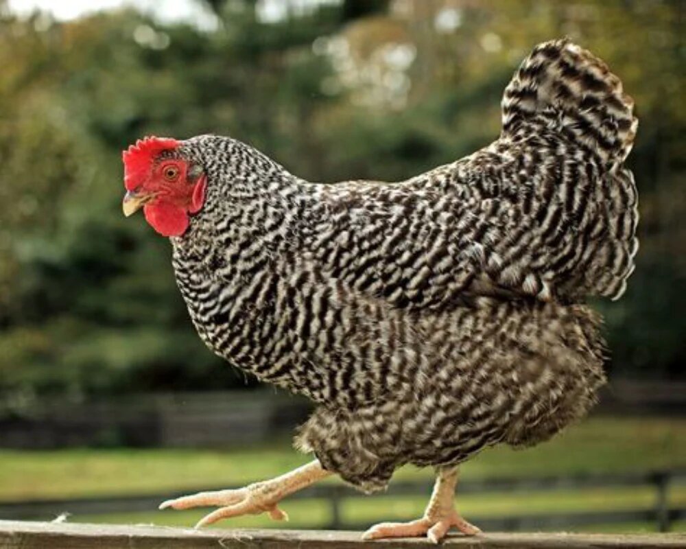 بهترین نژاد مرغ تخمگذار ایرانی