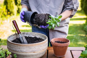 بهترین زمان برای تعویض خاک گلدان + مراحل تعویض خاک گلدان